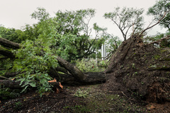 Mais de 4 mil árvores foram danificadas pelo vento na noite de 29 de janeiro Foto: Ederson Nunes