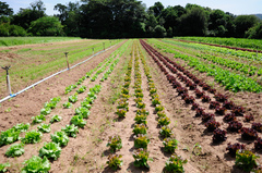 Projeto prevê incentivos à produção de alimentos orgânicos no município