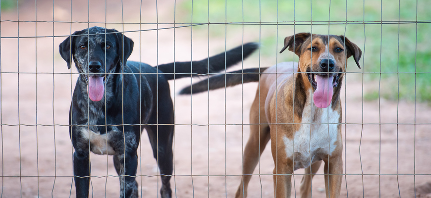 Conforme o projeto, a utilização de cães de guarda desacompanhados de responsável devidamente habilitado será considerada maus-tratos