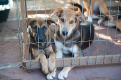 A proposta considera estabelecimentos do tipo pet shop e similares aqueles destinados à comercialização de animais, incluindo canis, gatis e demais criadouros